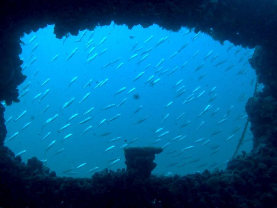Diving Pula — underwater photo 7