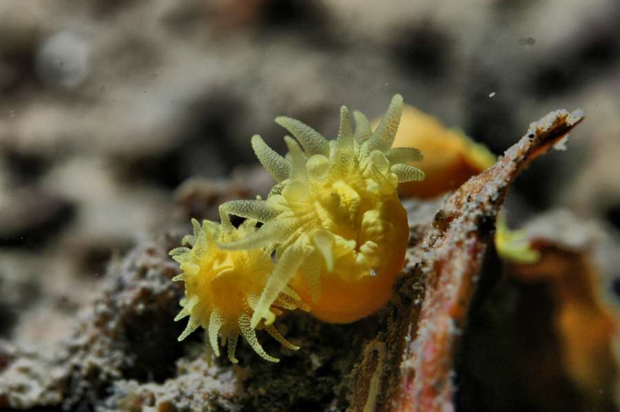 Reef Fraskeric — underwater photo 3