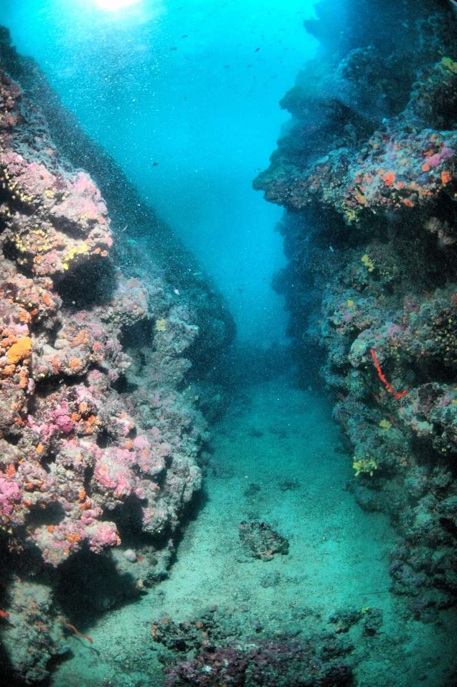 Reef Fraskeric — underwater photo 1
