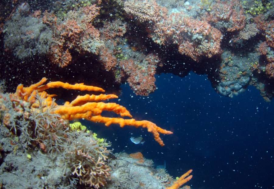 Reef Kockice - Don Vito — underwater photo 2