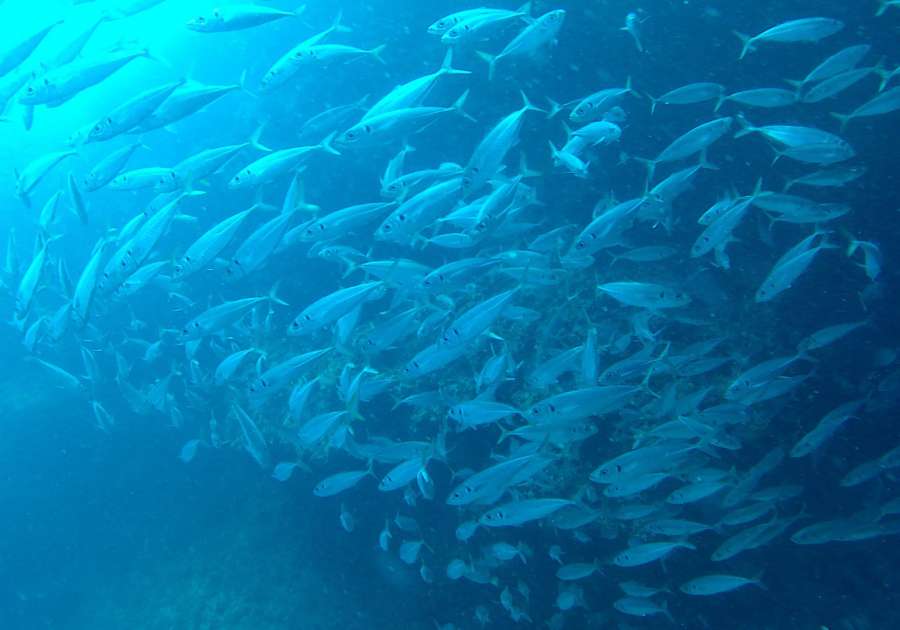 Reef Bumbiste — underwater photo 1