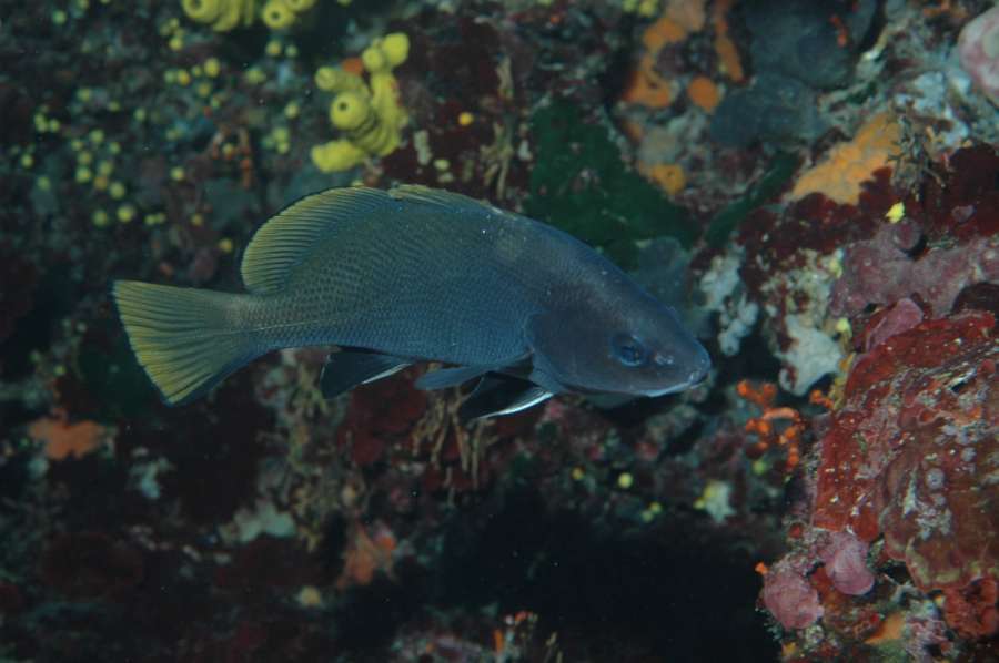 Reef Bumbiste — underwater photo 2