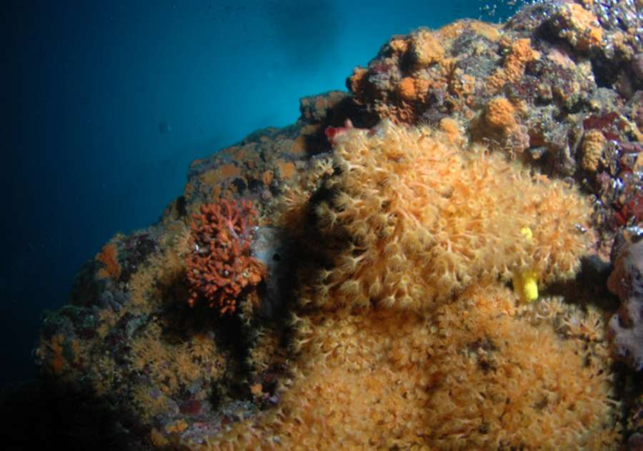 Reef Jarbol — underwater photo 1