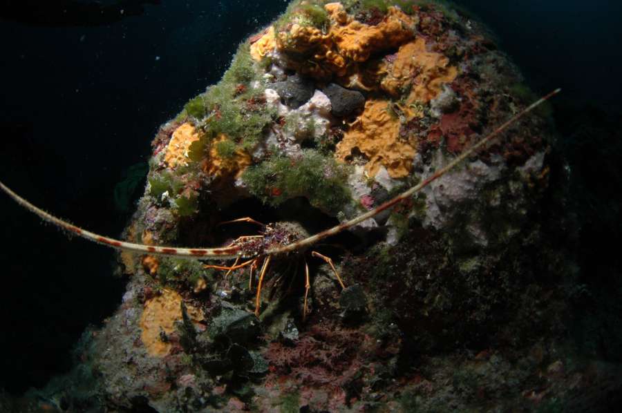 Reef Jarbol — underwater photo 2