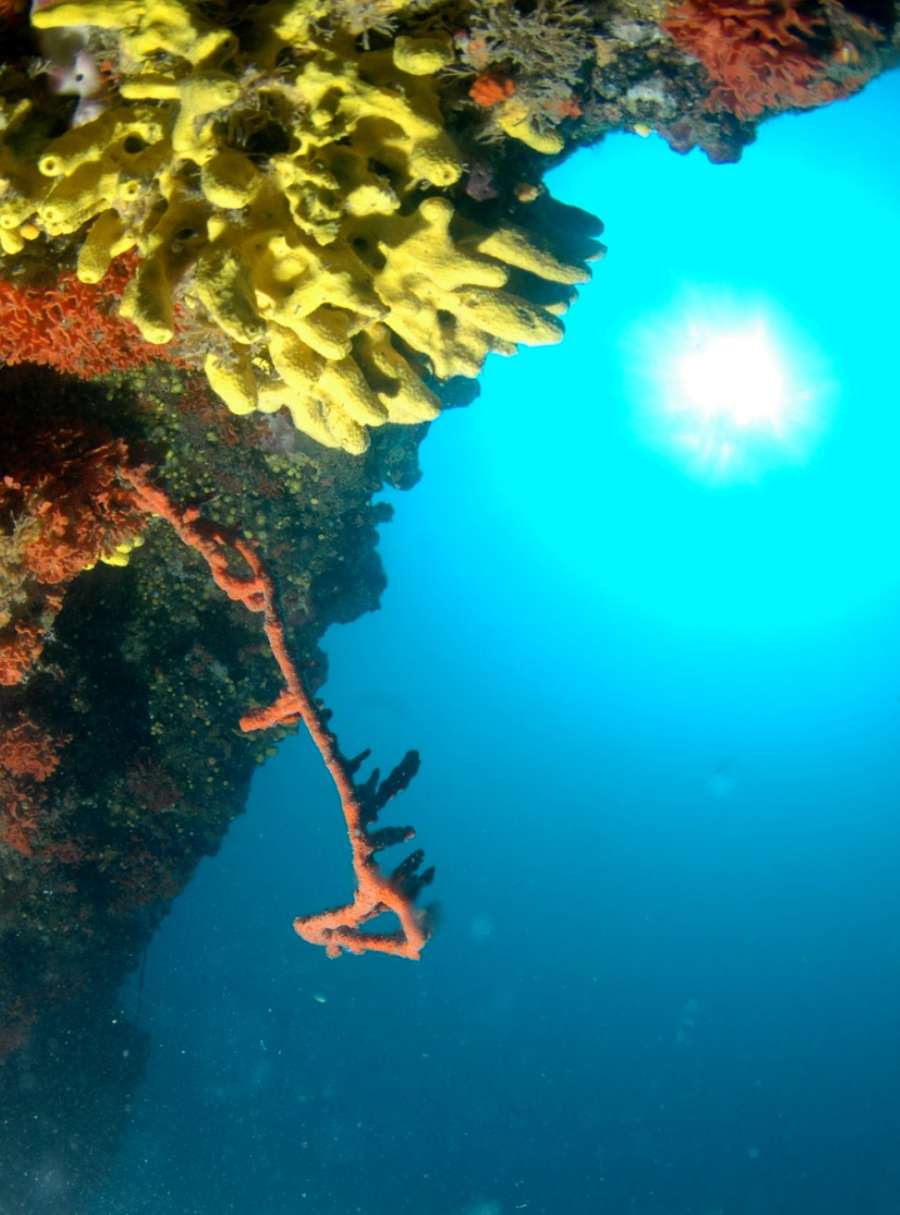 Reef Svjetionik — underwater photo 1