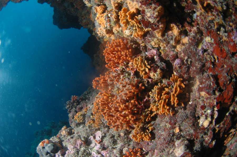 Reef Svjetionik — underwater photo 2