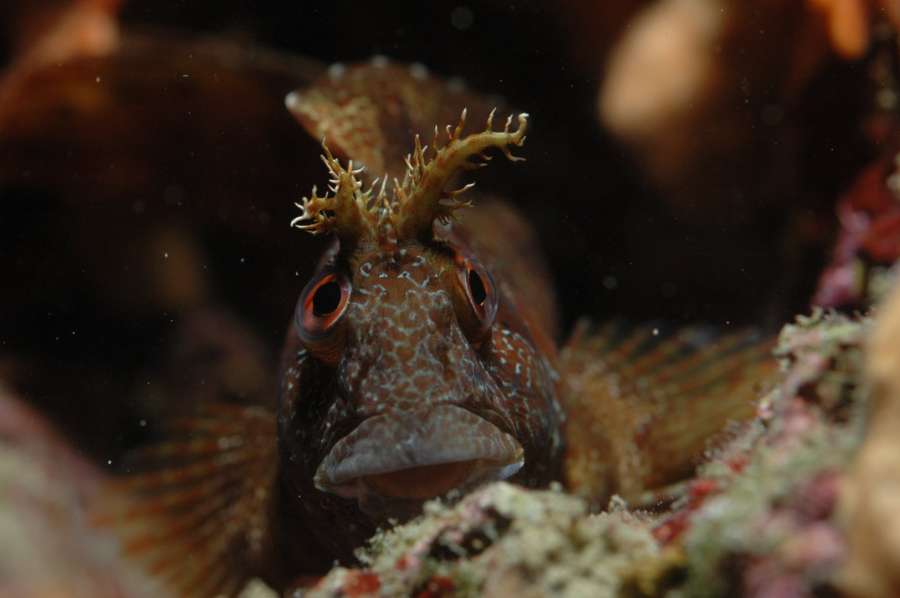 Reef Kanjon — underwater photo 1