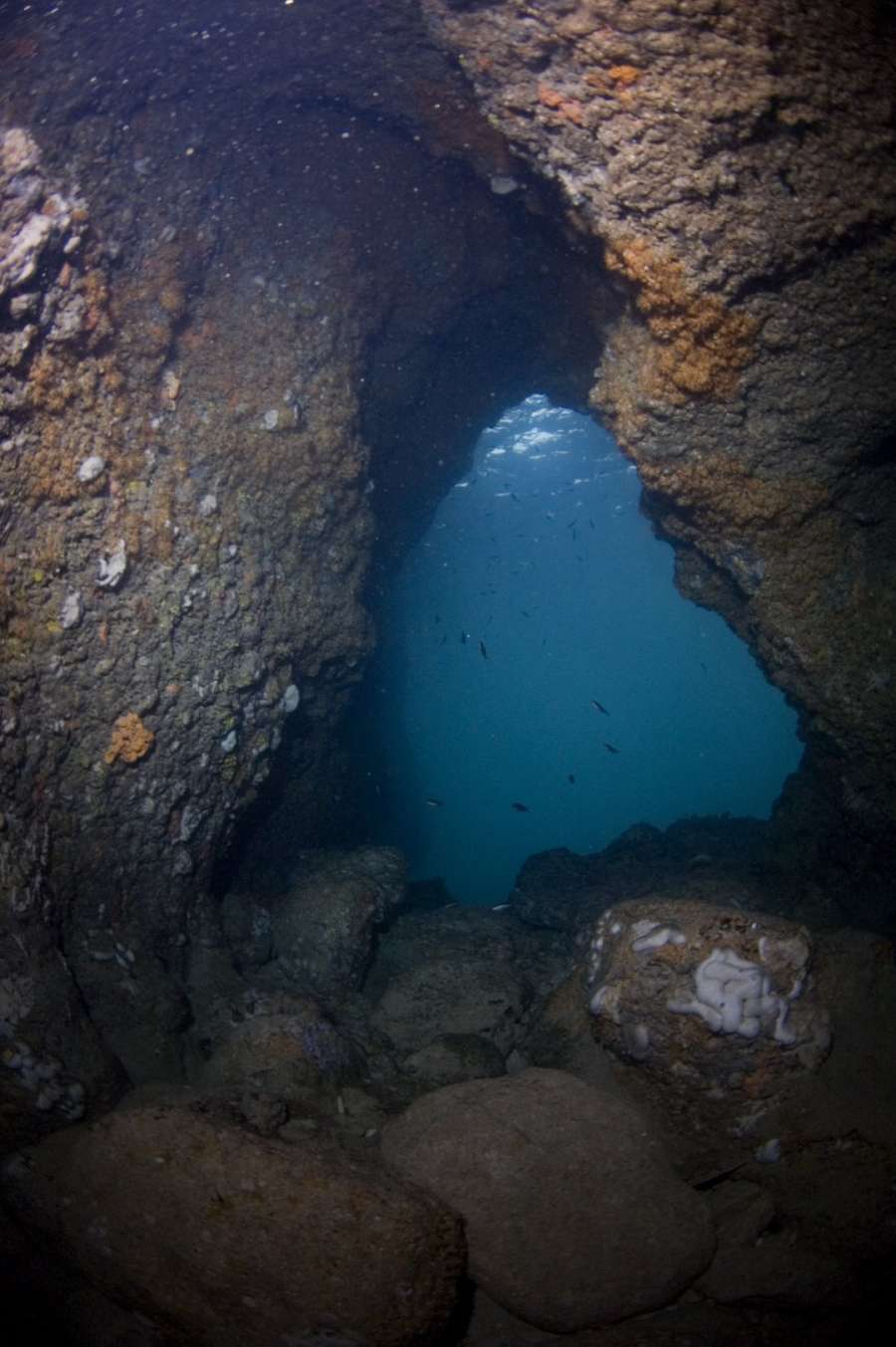 Reef Galebove stijene — underwater photo 1