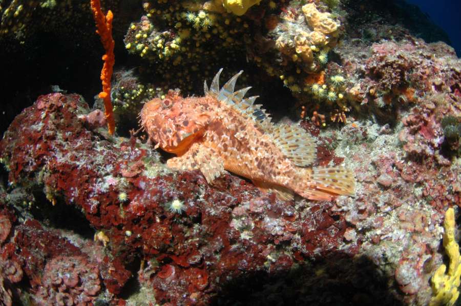 Reef Hawai — underwater photo 1