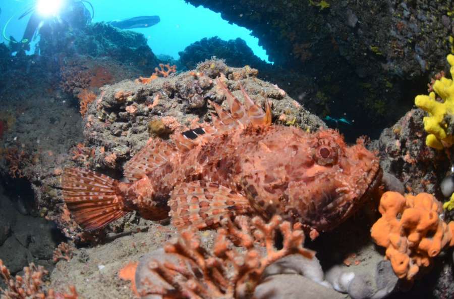 Reef National Park Brijuni — underwater photo 3