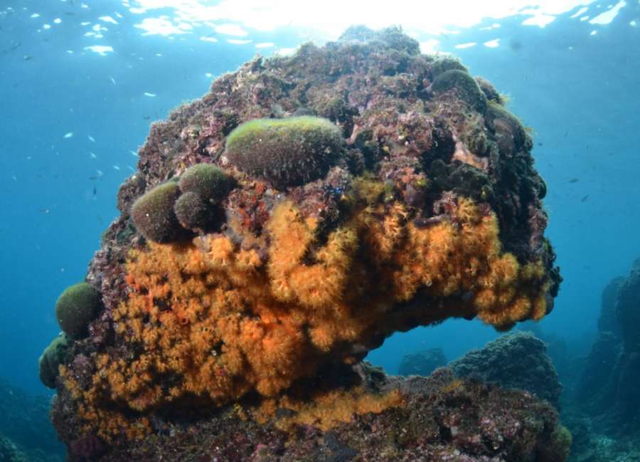 Reef National Park Brijuni — underwater photo 4