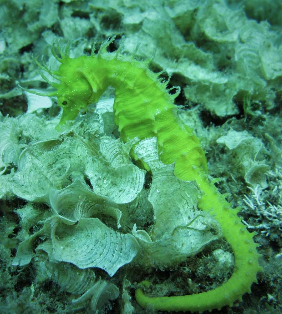 Reef Kockice - Don Vito — underwater photo 3