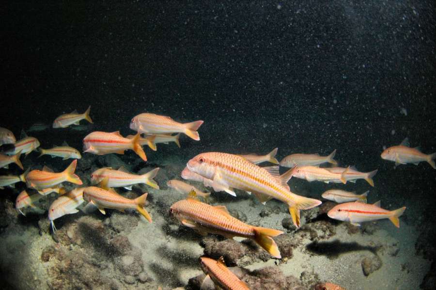 Reef Frasker — underwater photo 2