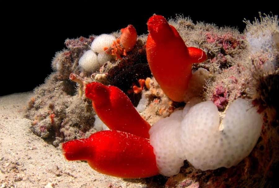 Reef Frasker — underwater photo 3