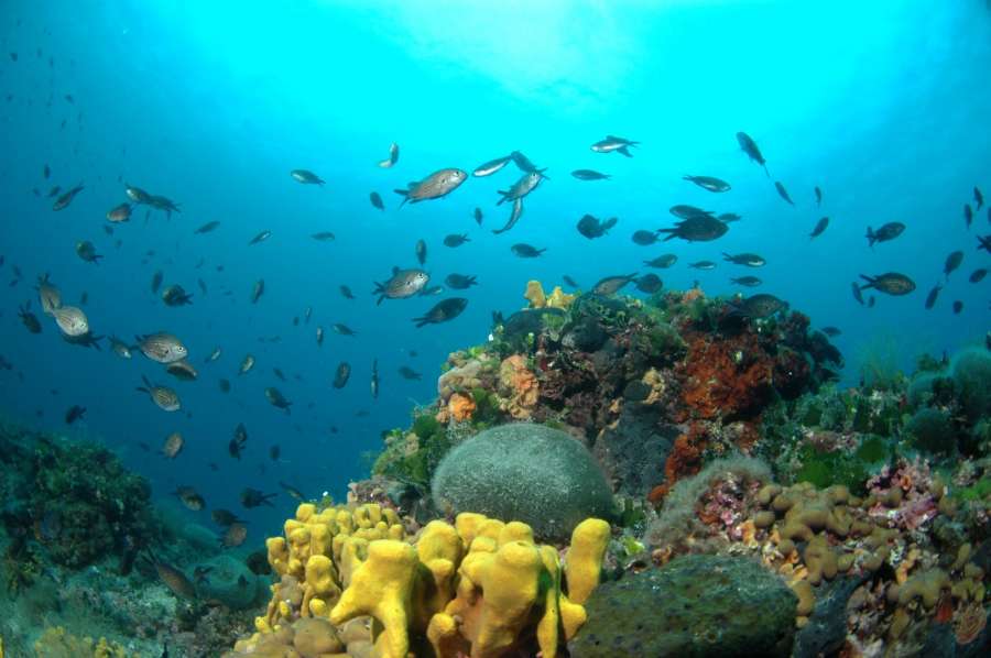 Reef Hawai — underwater photo 2